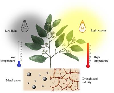 Nanomaterials as an alternative to increase plant resistance to abiotic stresses